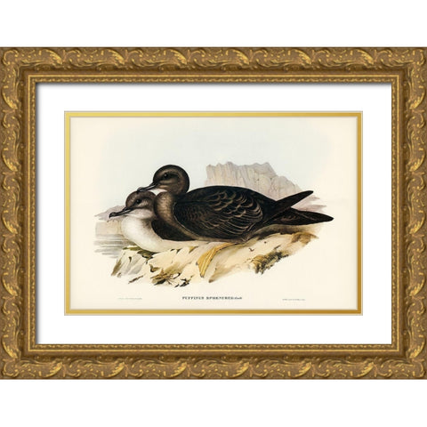 Wedge-tailed Petrel-Puffinus sphenurus Gold Ornate Wood Framed Art Print with Double Matting by Gould, John