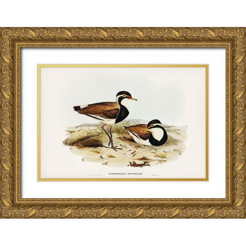 Black-breasted Pewit-Sarciophorus pectoralis Gold Ornate Wood Framed Art Print with Double Matting by Gould, John