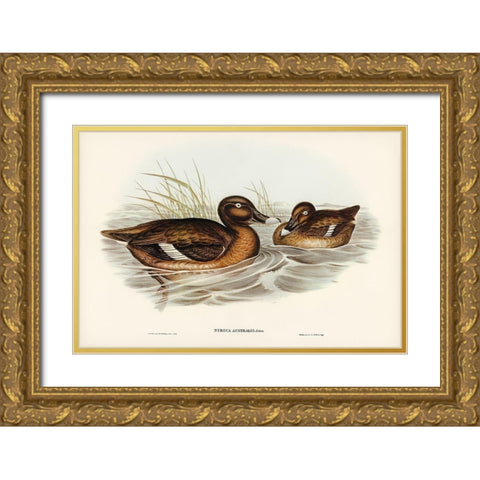 White-eyed Duck-Nyroca Australis Gold Ornate Wood Framed Art Print with Double Matting by Gould, John