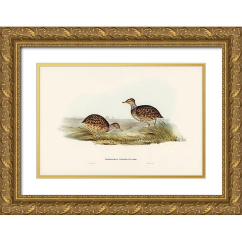 Collared Plain Wanderer-Pedionomus torquatus Gold Ornate Wood Framed Art Print with Double Matting by Gould, John