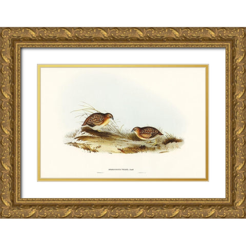 Swift-flying Hemipode-Hemipodius velox Gold Ornate Wood Framed Art Print with Double Matting by Gould, John