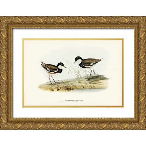 Banded Red Knee-Erythrogonys cinctus Gold Ornate Wood Framed Art Print with Double Matting by Gould, John