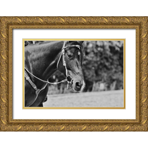 Horse in western bridle I Gold Ornate Wood Framed Art Print with Double Matting by The Yellowstone Collection