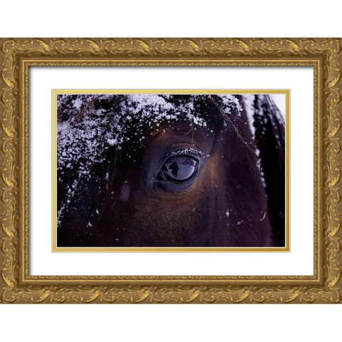 Winter Eye Gold Ornate Wood Framed Art Print with Double Matting by The Yellowstone Collection