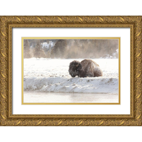 Bison at the Madison River, Yellowstone National Park Gold Ornate Wood Framed Art Print with Double Matting by Frank, Jacob W.