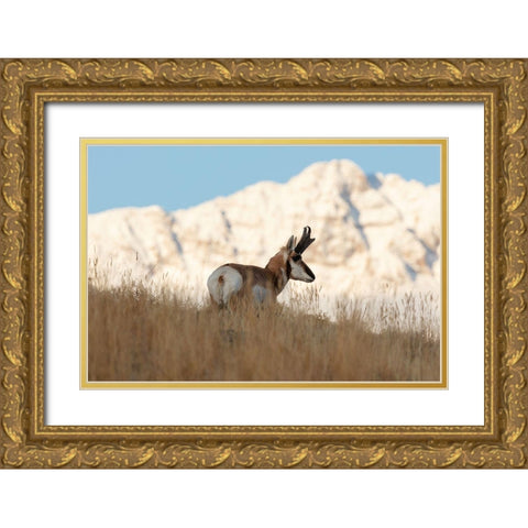 A Pronghorn near Electric Peak, Yellowstone National Park Gold Ornate Wood Framed Art Print with Double Matting by Frank, Jacob W.
