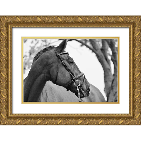 Chestnut horse Gold Ornate Wood Framed Art Print with Double Matting by The Yellowstone Collection