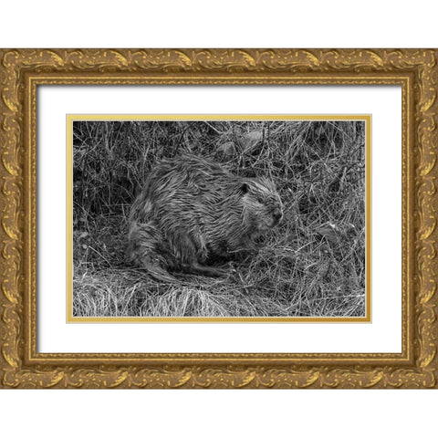 Beaver at Soda Butte Creek, Yellowstone National Park Gold Ornate Wood Framed Art Print with Double Matting by Frank, Jacob W.