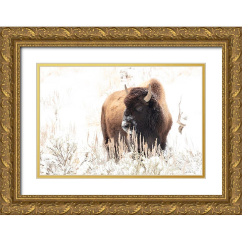 Bison feeding in the snow, Yellowstone National Park Gold Ornate Wood Framed Art Print with Double Matting by Frank, Jacob W.