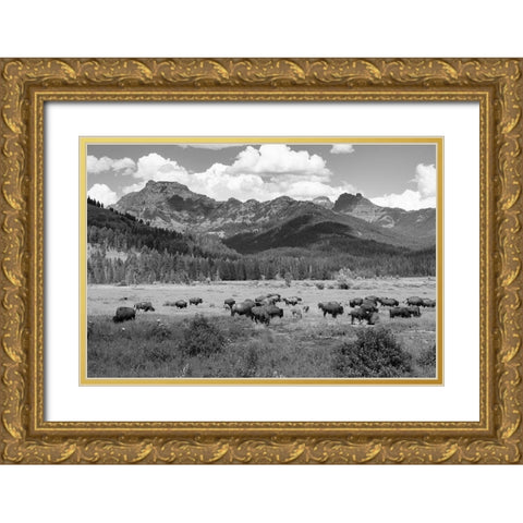 Bison grazing in Round Prairie, Yellowstone National Park Gold Ornate Wood Framed Art Print with Double Matting by Frank, Jacob W.