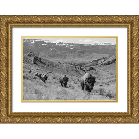 Bison at Gardiner Basin, Yellowstone National Park Gold Ornate Wood Framed Art Print with Double Matting by The Yellowstone Collection