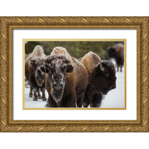 Bison, Norris Geyser Basin, Yellowstone National Park Gold Ornate Wood Framed Art Print with Double Matting by The Yellowstone Collection
