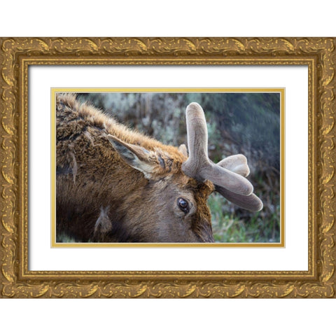 Bull Elk with Velvet on Antlers, Yellowstone National Park Gold Ornate Wood Framed Art Print with Double Matting by Herbert, Neal