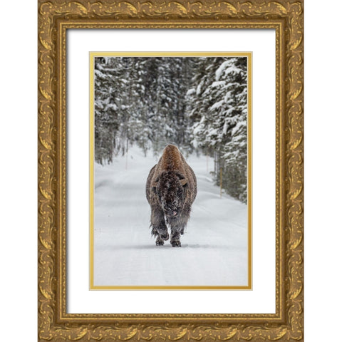 Frosty Bull Bison near Fishing Bridge, Yellowstone National Park Gold Ornate Wood Framed Art Print with Double Matting by The Yellowstone Collection