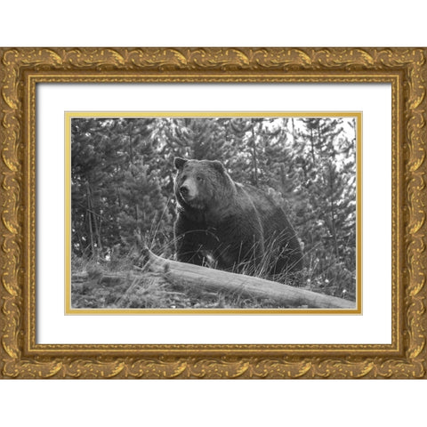 Grizzly Bear, Yellowstone National Park Gold Ornate Wood Framed Art Print with Double Matting by Peaco, Jim