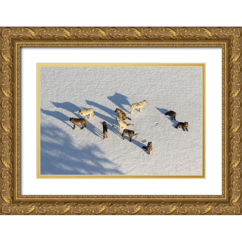 Junction Butte Wolf Pack, Yellowstone National Park Gold Ornate Wood Framed Art Print with Double Matting by Stahler, Dan
