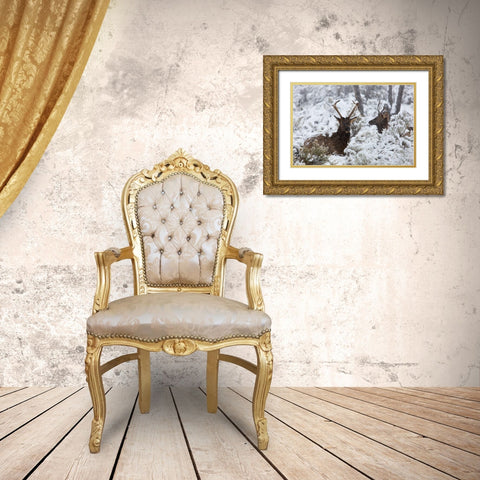 Young Bull Elk on Snowy Day, Yellowstone National Park Gold Ornate Wood Framed Art Print with Double Matting by The Yellowstone Collection