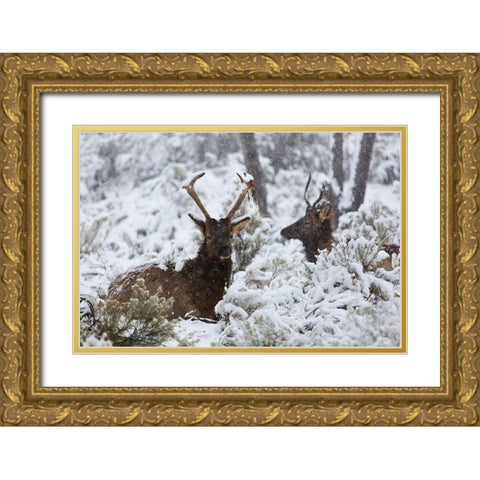 Young Bull Elk on Snowy Day, Yellowstone National Park Gold Ornate Wood Framed Art Print with Double Matting by The Yellowstone Collection