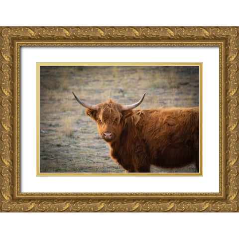 Texas Brown Steer Gold Ornate Wood Framed Art Print with Double Matting by Texas Picture Archive