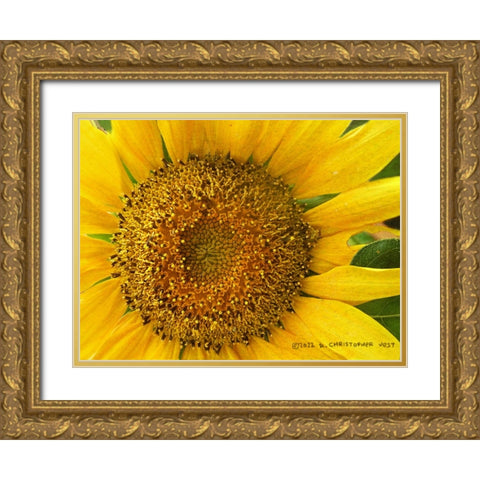 Macro Sunflower Gold Ornate Wood Framed Art Print with Double Matting by Vest, Christopher
