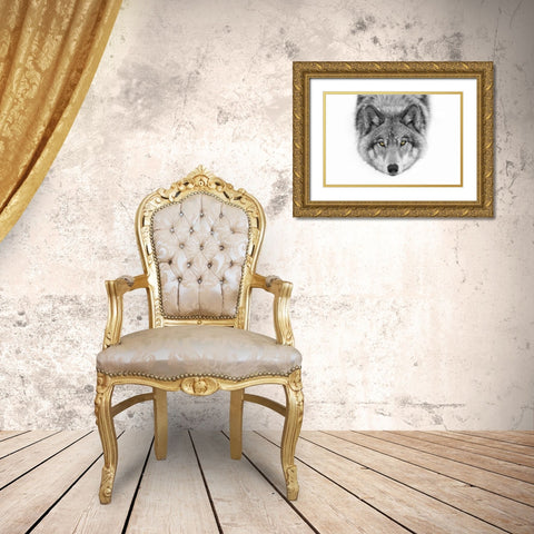 Yellow eyes Timber Wolf Gold Ornate Wood Framed Art Print with Double Matting by Cumming, Jim