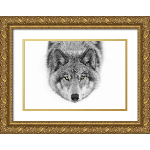 Yellow eyes Timber Wolf Gold Ornate Wood Framed Art Print with Double Matting by Cumming, Jim
