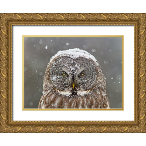 Great Grey Owl Winter Portrait Gold Ornate Wood Framed Art Print with Double Matting by Costina, Mircea