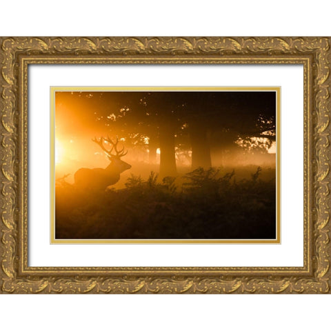 Stag in the mist Gold Ornate Wood Framed Art Print with Double Matting by Harling, Stuart