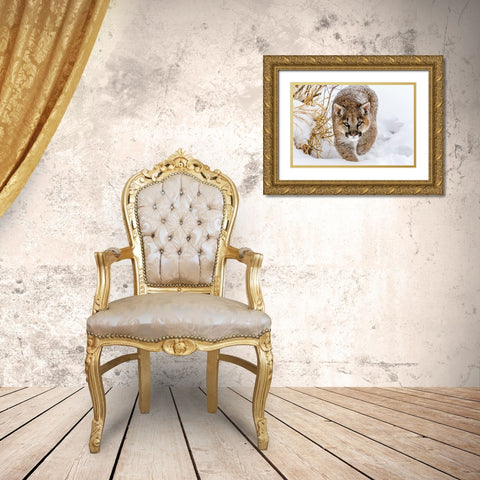 Sneaky Cougar Gold Ornate Wood Framed Art Print with Double Matting by Centioli, Mike
