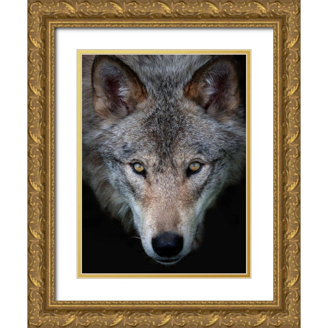 All the better to see you, Timber Wolf Gold Ornate Wood Framed Art Print with Double Matting by Cumming, Jim
