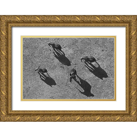 African elephants Gold Ornate Wood Framed Art Print with Double Matting by Fitzharris, Tim