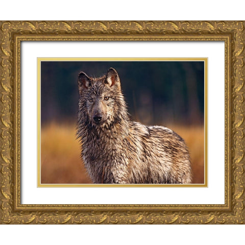 Gray wolf Gold Ornate Wood Framed Art Print with Double Matting by Fitzharris, Tim