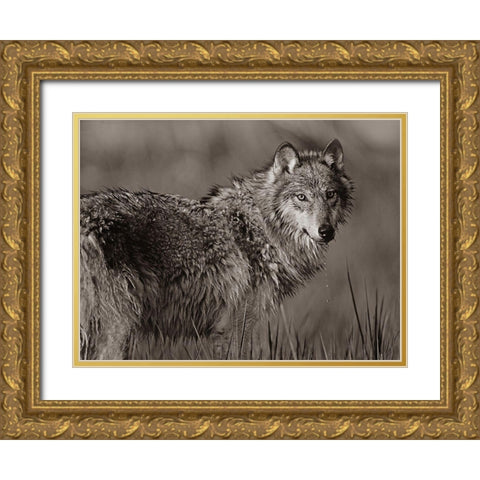Gray wolf in marsh Sepia Gold Ornate Wood Framed Art Print with Double Matting by Fitzharris, Tim