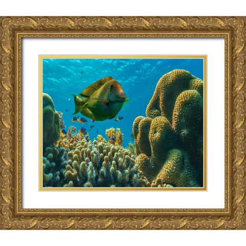 Tang fish and brain coral-Bohol Philippines Gold Ornate Wood Framed Art Print with Double Matting by Fitzharris, Tim