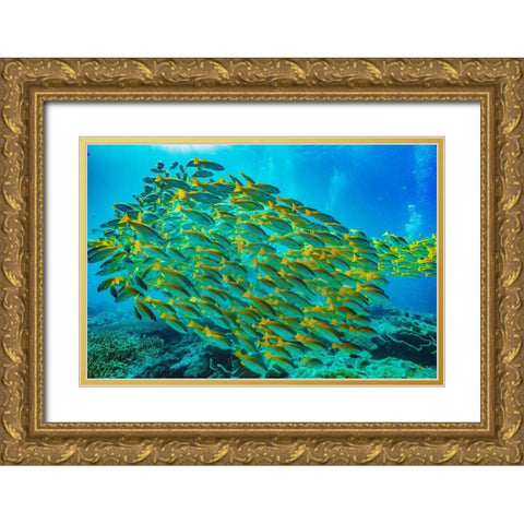 Yellow snapper school-Miniloc Island-Palawan-Philippines Gold Ornate Wood Framed Art Print with Double Matting by Fitzharris, Tim