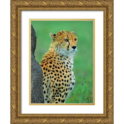 Cheetah Gold Ornate Wood Framed Art Print with Double Matting by Fitzharris, Tim