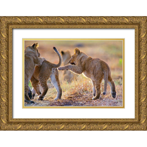 African Lion cubs playing Gold Ornate Wood Framed Art Print with Double Matting by Fitzharris, Tim