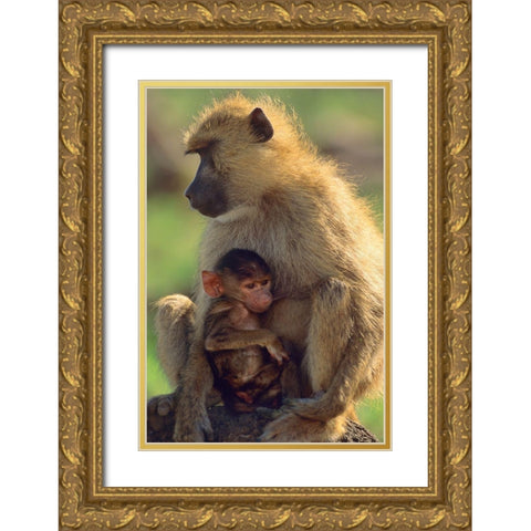 Olive baboon-mother and baby-Kenya Gold Ornate Wood Framed Art Print with Double Matting by Fitzharris, Tim