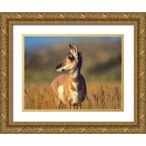 Pronghorn Antelope Gold Ornate Wood Framed Art Print with Double Matting by Fitzharris, Tim