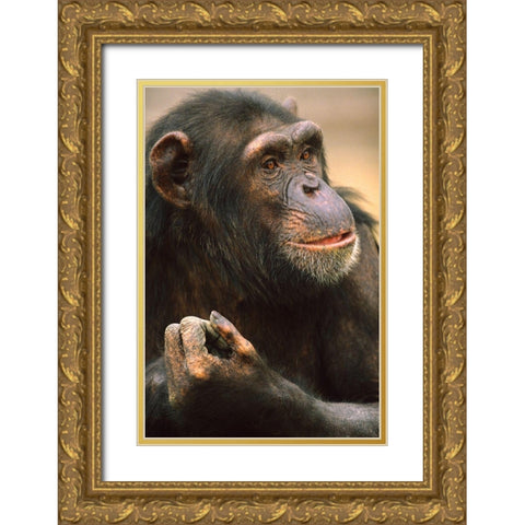 Primates Gold Ornate Wood Framed Art Print with Double Matting by Fitzharris, Tim