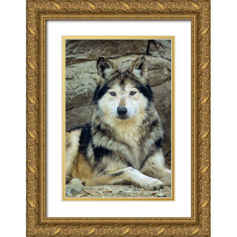 Mexican gray wolf Gold Ornate Wood Framed Art Print with Double Matting by Fitzharris, Tim