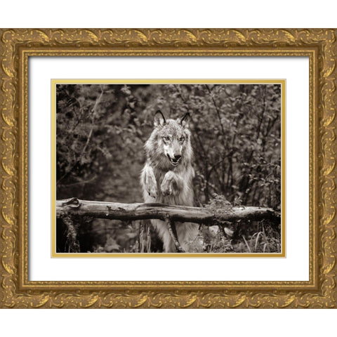 Gray wolf Sepia Gold Ornate Wood Framed Art Print with Double Matting by Fitzharris, Tim