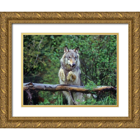 Gray wolf Gold Ornate Wood Framed Art Print with Double Matting by Fitzharris, Tim