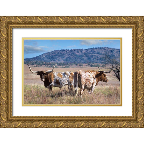 Longhorn cattle Gold Ornate Wood Framed Art Print with Double Matting by Fitzharris, Tim