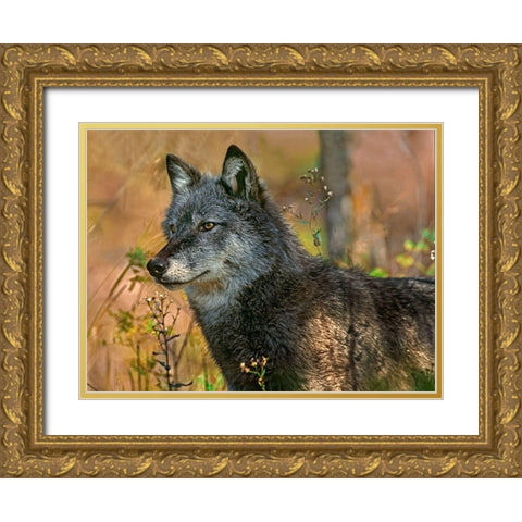 Gray wolf Gold Ornate Wood Framed Art Print with Double Matting by Fitzharris, Tim