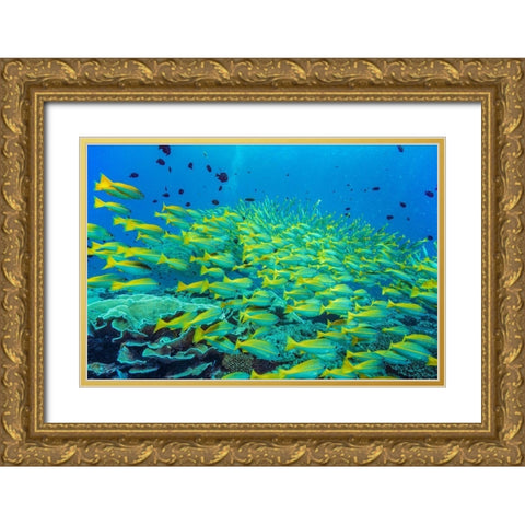 Yellow snapper school-Miniloc Island-Palawan-Philippines Gold Ornate Wood Framed Art Print with Double Matting by Fitzharris, Tim