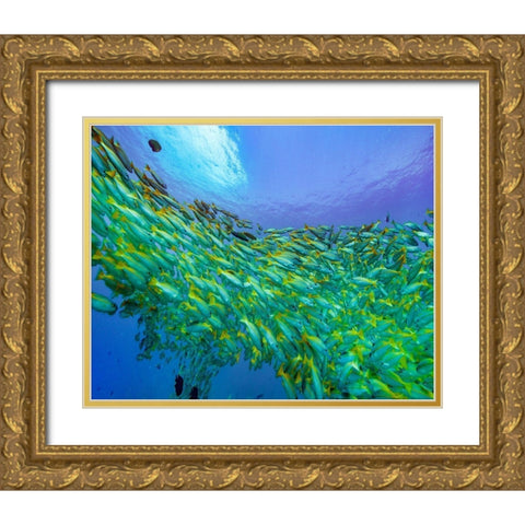 Yellow snapper school-Miniloc Island-Palawan-Philippines Gold Ornate Wood Framed Art Print with Double Matting by Fitzharris, Tim