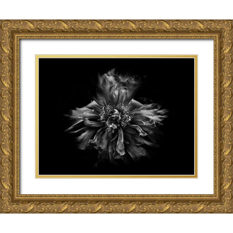 Backyard Flowers Black and White 49 Gold Ornate Wood Framed Art Print with Double Matting by Carson, Brian