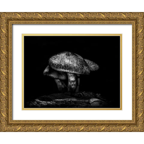 Toadstools on a Toronto Trail No 1 Gold Ornate Wood Framed Art Print with Double Matting by Carson, Brian