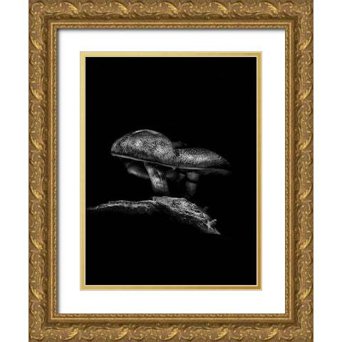 Toadstools on a Toronto Trail No 4 Gold Ornate Wood Framed Art Print with Double Matting by Carson, Brian
